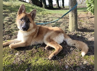 Boris ein wunderhübscher gutmütiger Rüde