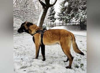 Ranger ein loyaler Freund fürs Leben