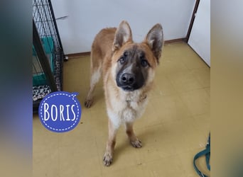 Boris ein wunderhübscher gutmütiger Rüde