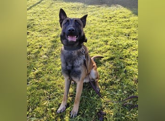 Asher ein Bildhübscher