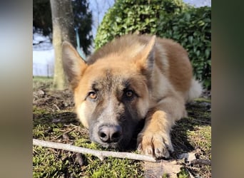 Boris ein wunderhübscher gutmütiger Rüde