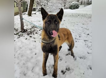 Ranger ein loyaler Freund fürs Leben