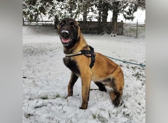 Ranger ein loyaler Freund fürs Leben
