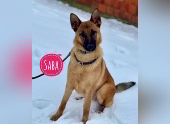 Saba eine treue Seele