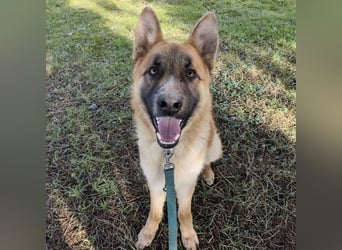 Boris ein wunderhübscher gutmütiger Rüde