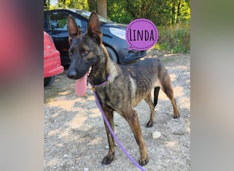 Linda ein Traumwesen