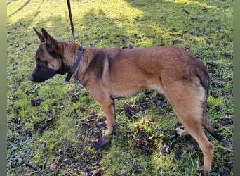 Asher ein Bildhübscher