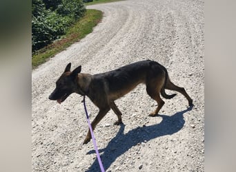 Linda ein Traumwesen