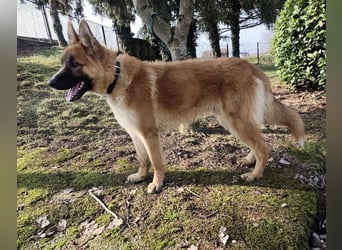 Boris ein wunderhübscher gutmütiger Rüde