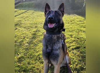 Asher ein Bildhübscher