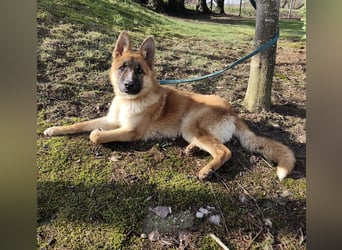 Boris ein wunderhübscher gutmütiger Rüde