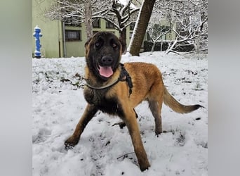 Ranger ein loyaler Freund fürs Leben