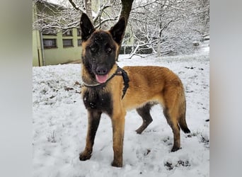 Ranger ein loyaler Freund fürs Leben
