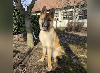 Boris ein wunderhübscher gutmütiger Rüde