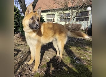 Boris ein wunderhübscher gutmütiger Rüde