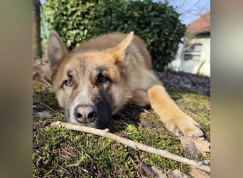 Boris ein wunderhübscher gutmütiger Rüde