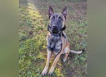 Asher ein Bildhübscher