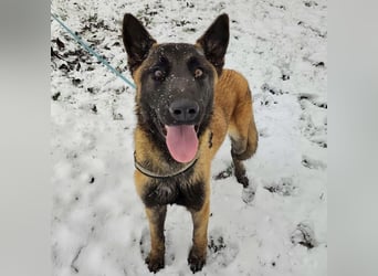 Ranger ein loyaler Freund fürs Leben