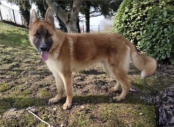 Boris ein wunderhübscher gutmütiger Rüde