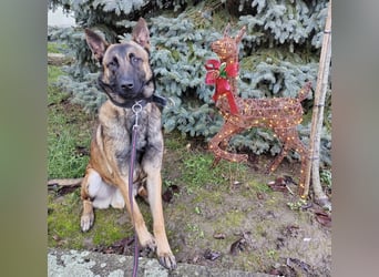 Asher ein Bildhübscher