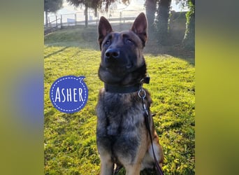 Asher ein Bildhübscher