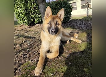 Boris ein wunderhübscher gutmütiger Rüde