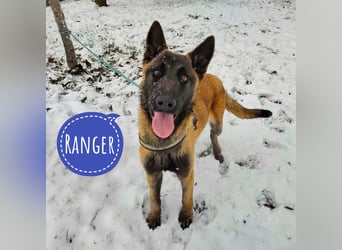 Ranger ein loyaler Freund fürs Leben