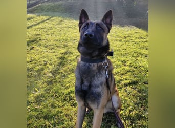 Asher ein Bildhübscher