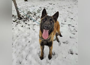 Ranger ein loyaler Freund fürs Leben