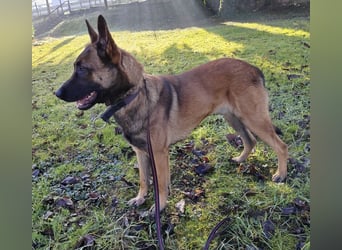 Asher ein Bildhübscher