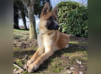 Boris ein wunderhübscher gutmütiger Rüde