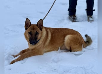 Saba eine treue Seele