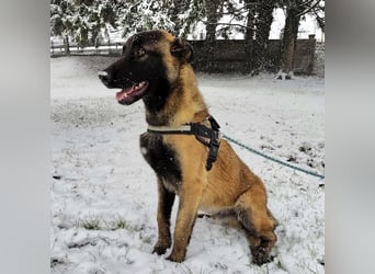 Ranger ein loyaler Freund fürs Leben