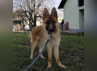 Boris ein wunderhübscher gutmütiger Rüde