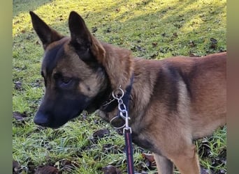 Asher ein Bildhübscher