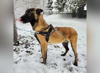 Ranger ein loyaler Freund fürs Leben