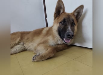 Boris ein wunderhübscher gutmütiger Rüde