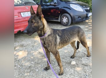Linda ein Traumwesen