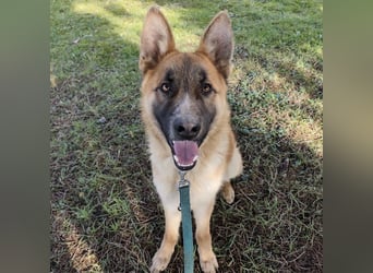 Boris ein wunderhübscher gutmütiger Rüde