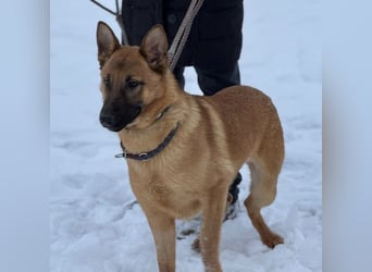 Saba eine treue Seele