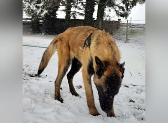 Ranger ein loyaler Freund fürs Leben
