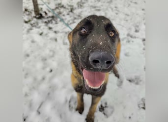 Ranger ein loyaler Freund fürs Leben