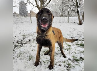 Ranger ein loyaler Freund fürs Leben