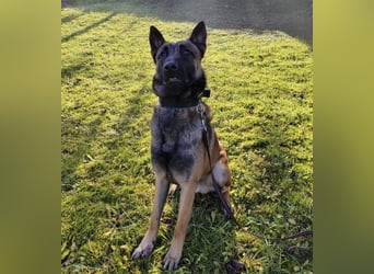 Asher ein Bildhübscher