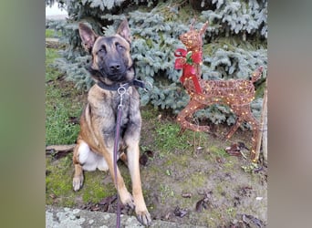 Asher ein Bildhübscher