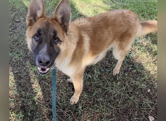 Boris ein wunderhübscher gutmütiger Rüde