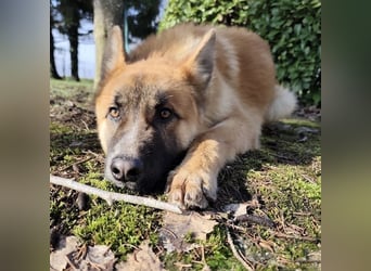 Boris ein wunderhübscher gutmütiger Rüde
