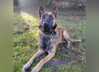 Asher ein Bildhübscher