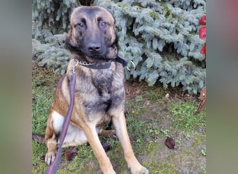 Asher ein Bildhübscher