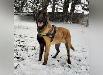 Ranger ein loyaler Freund fürs Leben